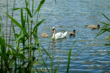 swan married couple with chicks on the lake