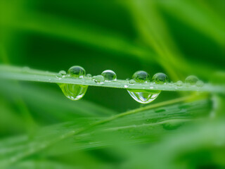 ススキの葉に雨の雫