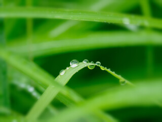ススキの葉に雨の雫