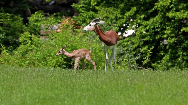 Dama gazelle, Gazella dama mhorr or mhorr gazelle. Mother with baby. This is a species of gazelle. Lives in Africa in the Sahara desert and the Sahel.