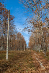 Autumn forest with yellow leaves, a trail and a blue sky