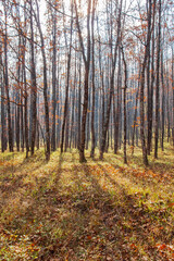 The sun shines through the trunks and branches of bare trees. Long shadows on the grass