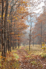 Trees with yellow foliage and a road strewn with leaves