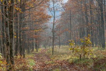 Autumn forest with yellow leaves on the trees and fallen leaves on the road.