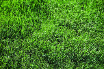 Fresh green grass on lawn