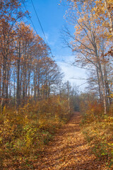 Obraz premium The forest road is covered with fallen leaves. At the edges there are trees with yellow leaves