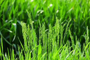 Green wheat field on spring day