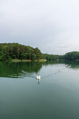 A beautiful white swan swims on Lake Lagow in Lagow, Poland