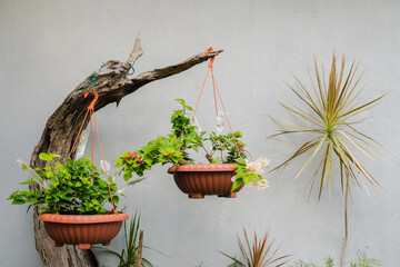 The exotic bougainvillea flower in nature