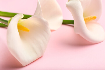 Beautiful calla lilies on color background, closeup