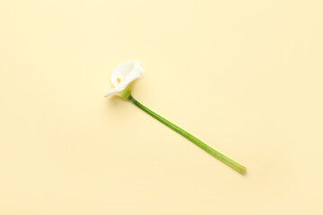 Beautiful calla lily on color background