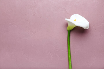 Beautiful calla lily on color background - obrazy, fototapety, plakaty