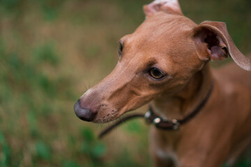 Above shot of a purebred Italian greyhound dog.