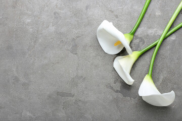 Beautiful calla lilies on grey background - obrazy, fototapety, plakaty
