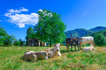 Herd of cows grazing on the Bergamo pre-Alps in Italy