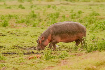Hippopotame, Hippopotamus Amphibius Afrique Kenya