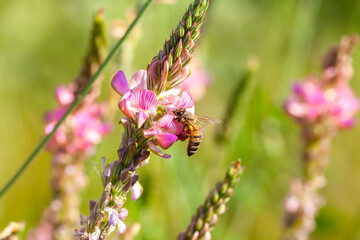 Abeille butinant des fleurs de sainfoin dans une prairie fleurie