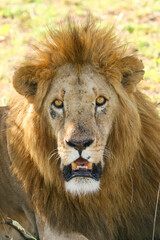 Lion en safari big five à Amboseli Kenya