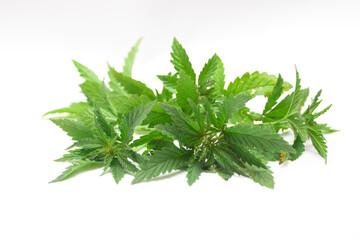 Medical Marijuana Hemp Flower with Green Leaves on White Background