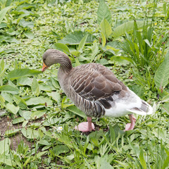(Anser anser) Greylag or graylag goose, crossbreed between a wild greylag goose and a domesticated swan goose 