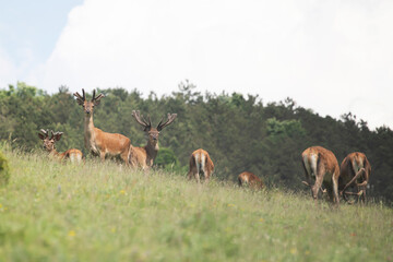 Deers in summer field.