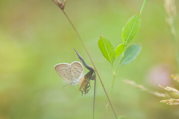 Little Butterfly in Grasses