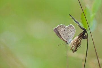 Little Butterfly in Grasses
