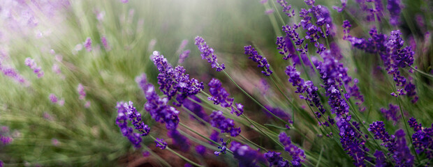  Aromatyczne kwiaty krzaków fioletowej w kąpanej w letnie popołudnie lawendy.. Nieostrość, bokeh.