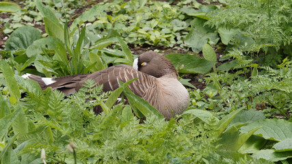 (Anser anser) Flock of Greylag geese grouping together, lying in the grass sometimes sleeping on one leg 