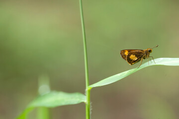 Little Butterfly in Grasses