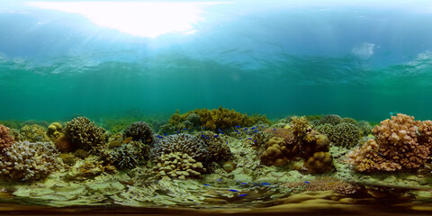 Reef Coral Tropical Garden. Tropical underwater sea fish. Colourful tropical coral reef. Philippines. 360 panorama VR