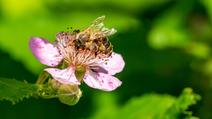 Biene sucht Nektar in einer Brombeerblüte