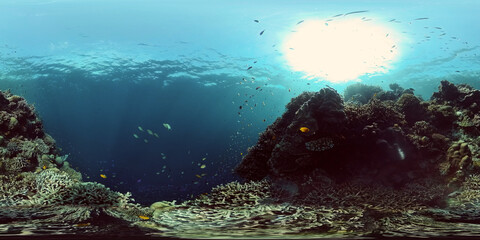 Fototapeta na wymiar Underwater sea fish. Tropical fishes and coral reef underwater. Philippines. Virtual Reality 360.