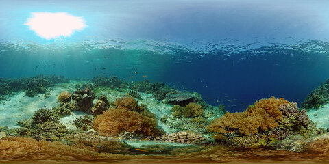Naklejka na ściany i meble Tropical fishes and coral reef underwater. Hard and soft corals, underwater landscape. Philippines. Virtual Reality 360.