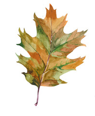 Autumnal oak leaf watercolor isolated on white background illustration for all prints.