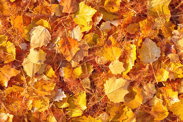 Scattered colorful red, orange and yellow fall leaves background. Colors of gold autumn. Seasonal...
