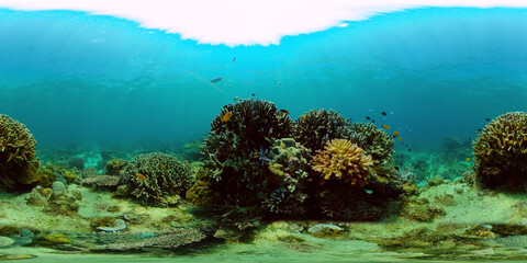Naklejka na ściany i meble Tropical Underwater Colorful Reef. Tropical underwater sea fish. Philippines. Virtual Reality 360.