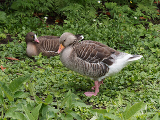 Greylag or graylag geese (Anser anser)