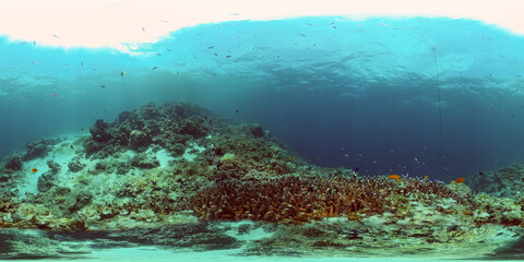 Underwater Colorful Tropical Fishes. Tropical underwater sea fishes. Philippines. Virtual Reality 360.