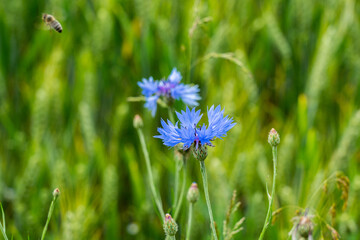 Blaue Blume