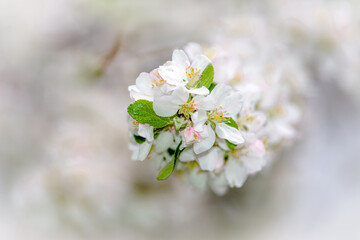 appletree blossom branch in the garden in spring
