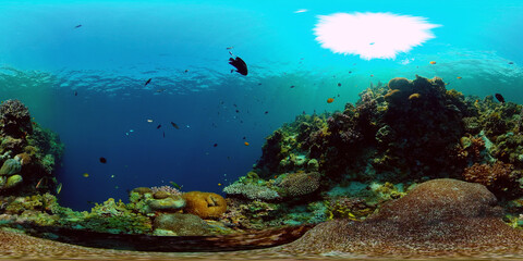 Tropical fishes and coral reef at diving. Underwater world with corals and tropical fishes. Virtual Reality 360.