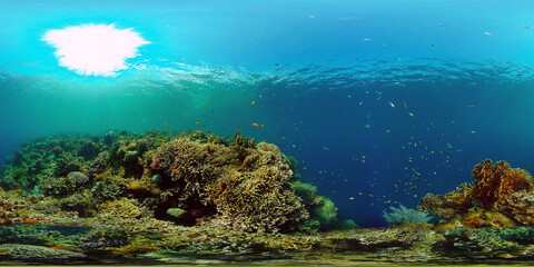 Fototapeta na wymiar Coral reef underwater with fishes and marine life. Coral reef and tropical fish. Philippines. Virtual Reality 360.
