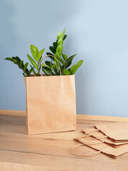 A plant Zamioculcas in a kraft bag on the kitchen table