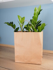 A plant Zamioculcas in a kraft bag on the kitchen table