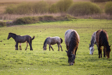 Herd of brown color horses in a green field. Domestic animals in nature environment. Selective focus. Equestrian industry