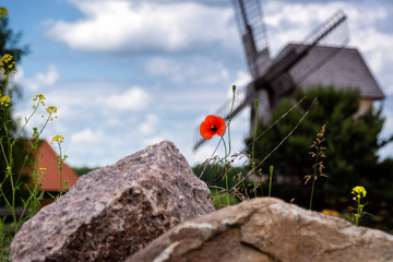 Lato na Podlasiu, Polska © podlaski49