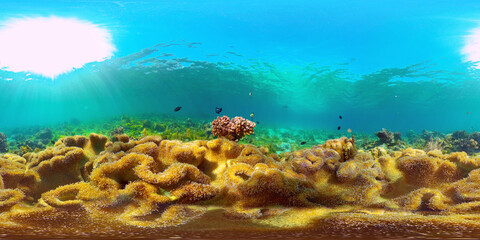 Colorful tropical coral reef. Hard and soft corals, underwater landscape. Travel vacation concept....