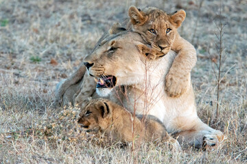 Lioness and her cubs