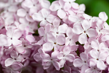 Lilac flowers. Beautiful spring background of flowering lilac. Selective soft focus, shallow depth of field. Blurred image, spring background.